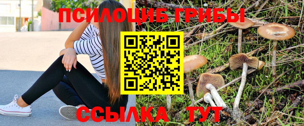 Мытищи  Псилоцибиновые грибы Cubensis  Вход с VPN 